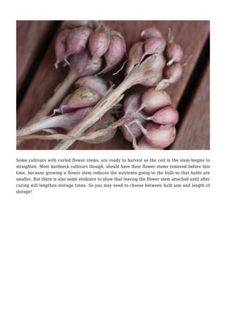 Some cultivars with curled flower stems, are ready to harvest as the coil in the stem begins to
straighten. Most hardneck cultivars though, should have their flower stems removed before this
time, because growing a flower stem reduces the nutrients going to the bulb so that bulbs are
smaller. But there is also some evidence to show that leaving the flower stem attached until after
curing will lengthen storage times. So you may need to choose between bulb size and length of
storage!
 
