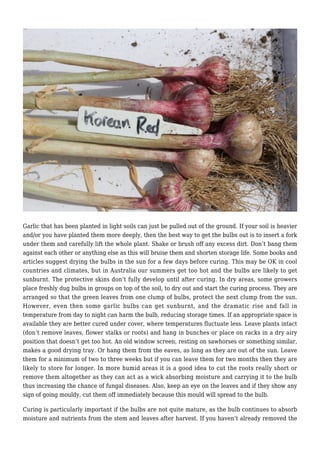 Garlic that has been planted in light soils can just be pulled out of the ground. If your soil is heavier
and/or you have planted them more deeply, then the best way to get the bulbs out is to insert a fork
under them and carefully lift the whole plant. Shake or brush off any excess dirt. Don’t bang them
against each other or anything else as this will bruise them and shorten storage life. Some books and
articles suggest drying the bulbs in the sun for a few days before curing. This may be OK in cool
countries and climates, but in Australia our summers get too hot and the bulbs are likely to get
sunburnt. The protective skins don’t fully develop until after curing. In dry areas, some growers
place freshly dug bulbs in groups on top of the soil, to dry out and start the curing process. They are
arranged so that the green leaves from one clump of bulbs, protect the next clump from the sun.
However, even then some garlic bulbs can get sunburnt, and the dramatic rise and fall in
temperature from day to night can harm the bulb, reducing storage times. If an appropriate space is
available they are better cured under cover, where temperatures fluctuate less. Leave plants intact
(don’t remove leaves, flower stalks or roots) and hang in bunches or place on racks in a dry airy
position that doesn’t get too hot. An old window screen, resting on sawhorses or something similar,
makes a good drying tray. Or hang them from the eaves, as long as they are out of the sun. Leave
them for a minimum of two to three weeks but if you can leave them for two months then they are
likely to store for longer. In more humid areas it is a good idea to cut the roots really short or
remove them altogether as they can act as a wick absorbing moisture and carrying it to the bulb
thus increasing the chance of fungal diseases. Also, keep an eye on the leaves and if they show any
sign of going mouldy, cut them off immediately because this mould will spread to the bulb.
Curing is particularly important if the bulbs are not quite mature, as the bulb continues to absorb
moisture and nutrients from the stem and leaves after harvest. If you haven’t already removed the
 