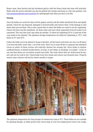 flower stem, then harvest and dry hardneck garlics with the flower head and stem still attached.
Bulbs with the leaves attached can also be plaited into strings and hung in a dry airy position. See
www.pennywoodward.com.au/articles for photographs that show you how to do this.
Storing
Once the bulbs are cured the skins will be papery and dry and the bulbs should feel firm and tightly
packed. Check for any diseased, damaged or bruised bulbs and remove them. If the damage is only
minor then just eat them. This is also a good time to select the bulbs you want to use for replanting.
Choose the best and the healthiest, set them aside and store them separately from the bulbs to be
consumed. This way they won’t get eaten by mistake. To allow for replanting,10 to 15 percent of the
crop needs to be retained. The optimum storage temperature for bulbs for replanting is 10°C, with
limits of 5°C and 18°C.
Unless the bulbs are to be plaited or hung in bunches, all the leaves and stems are now cut off about
2 cm from the bulb. Leave only 1 cm of the roots. Don’t try to wash off dirt or separate the individual
cloves as either of these actions will radically shorten the storage life. Store bulbs in shallow
cardboard boxes, in slatted wooden boxes, on trays, in net slings, in stockings, or in plaits – in fact in
any way that allows air circulation around each bulb. The room where they are stored must be dry,
airy and not too cold or hot. Check bulbs every few weeks and remove any diseased ones. Properly
stored, some cultivars will last for twelve months or longer.
The optimum temperature for long storage of commercial crops is 0°C. These bulbs are not suitable
for planting though, as bulbs grown from cloves kept at very low temperatures tend to be rough,
 