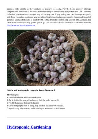 produce side shoots as they mature, or mature too early. For the home grower, storage
temperatures around 10°C are ideal, but consistency of temperature is important too. Don’t keep the
bulbs in a position where they get very hot or very cold. Enjoy eating your own home grown garlic
and if you run out or can’t grow your own then look for Australian grown garlic. I never eat imported
garlic as all imported garlic is treated with Methyl bromide before being allowed into Australia. For
details on locating locally grown garlic go the Australian Garlic Industry Association website
http://www.garlicaustralia.asn.au/
Article and photographs copyright Penny Woodward
Photographs:
1 Freshly harvested white softneck garlic
2 Garlic left in the ground too long so that the bulbs have split.
3 Freshly harvested Korean Red garlic
4 Garlic hanging to cure in a dry, airy position out of direct sunlight.
5 A garlic crop after curing, and trimming to remove roots and leaves.
Hydroponic Gardening
 