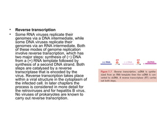 Virus Rna Reverse Transcriptase Viruses genome organization and architecture notes | PPT