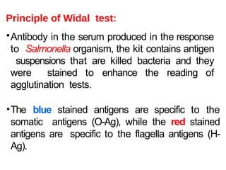 Principle of Widal test:
•Antibody in the serum produced in the response
to Salmonella organism, the kit contains antigen
suspensions that are killed bacteria and they
were stained to enhance the reading of
agglutination tests.
•The blue stained antigens are specific to the
somatic antigens (O-Ag), while the red stained
antigens are specific to the flagella antigens (H-
Ag).
 
