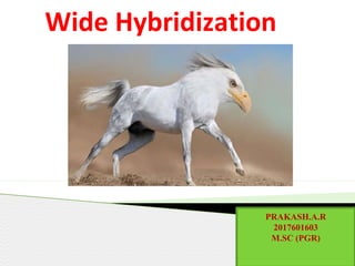 Wide Hybridization
PRAKASH.A.R
2017601603
M.SC (PGR)
 