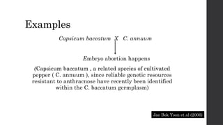 Examples
Capsicum baccatum X C. annuum
Embryo abortion happens
(Capsicum baccatum , a related species of cultivated
pepper ( C. annuum ), since reliable genetic resources
resistant to anthracnose have recently been identified
within the C. baccatum germplasm)
Jae Bok Yoon et al (2006)
 
