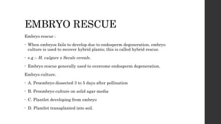 EMBRYO RESCUE
Embryo rescue :
• When embryos fails to develop due to endosperm degeneration, embryo
culture is used to recover hybrid plants; this is called hybrid rescue.
• e.g :- H. vulgare x Secale cereale.
• Embryo rescue generally used to overcome endosperm degeneration.
Embryo culture.
• A. Proembryo dissected 3 to 5 days after pollination
• B. Proembryo culture on solid agar media
• C. Plantlet developing from embryo
• D. Plantlet transplanted into soil.
 