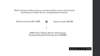 Wide crossing of wheat and rye requires embryo rescue and chemical
treatments to double the no. of chromosomes triticale
Triticum durum (4X) AABB Secale cereale (2X) RR
ABR F1(3x): Embryo Rescue Chromosome
Doubling Hexaploid Triticale (6x) AABBRR
Kaltsikes et al, P. J1986
 