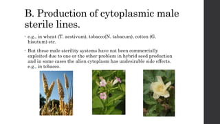 B. Production of cytoplasmic male
sterile lines.
• e.g., in wheat (T. aestivum), tobacco(N. tabacum), cotton (G.
hisutum) etc.
• But these male sterility systems have not been commercially
exploited due to one or the other problem in hybrid seed production
and in some cases the alien cytoplasm has undesirable side effects.
e.g., in tobacco.
 