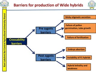 Rani
Lakshmi
Bai
Central
Agricultural
University
Jhansi
Barriers for production of Wide hybrids
Pre zygotic
barriers
Post zygotic
barriers
Sticky stigmatic secretion
Failure of pollen
germination, tube growth
Failure of fertilization
Embryo abortion
Inviability of F1 hybrids
Hybrid lethality and
weakness
Crossability
barriers
 