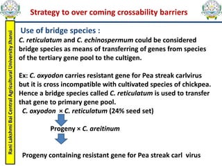 Rani
Lakshmi
Bai
Central
Agricultural
University
Jhansi
Strategy to over coming crossability barriers
Use of bridge species :
C. reticulatum and C. echinospermum could be considered
bridge species as means of transferring of genes from species
of the tertiary gene pool to the cultigen.
Ex: C. oxyodon carries resistant gene for Pea streak carlvirus
but it is cross incompatible with cultivated species of chickpea.
Hence a bridge species called C. reticulatum is used to transfer
that gene to primary gene pool.
C. oxyodon × C. reticulatum (24% seed set)
Progeny × C. areitinum
Progeny containing resistant gene for Pea streak carl virus
 