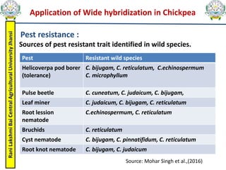 Rani
Lakshmi
Bai
Central
Agricultural
University
Jhansi
Application of Wide hybridization in Chickpea
Pest resistance :
Sources of pest resistant trait identified in wild species.
Pest Resistant wild species
Helicoverpa pod borer
(tolerance)
C. bijugam, C. reticulatum, C.echinospermum
C. microphyllum
Pulse beetle C. cuneatum, C. judaicum, C. bijugam,
Leaf miner C. judaicum, C. bijugam, C. reticulatum
Root lession
nematode
C.echinospermum, C. reticulatum
Bruchids C. reticulatum
Cyst nematode C. bijugam, C. pinnatifidum, C. reticulatum
Root knot nematode C. bijugam, C. judaicum
Source: Mohar Singh et al.,(2016)
 