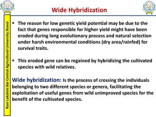 Rani
Lakshmi
Bai
Central
Agricultural
University
Jhansi
 The reason for low genetic yield potential may be due to the
fact that genes responsible for higher yield might have been
eroded during long evolutionary process and natural selection
under harsh environmental conditions (dry area/rainfed) for
survival traits.
 This eroded gene can be regained by hybridizing the cultivated
species with wild relatives.
Wide hybridization: Is the process of crossing the individuals
belonging to two different species or genera, facilitating the
exploitation of useful genes from wild unimproved species for the
benefit of the cultivated species.
Wide Hybridization
 