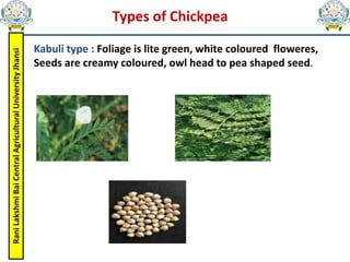 Rani
Lakshmi
Bai
Central
Agricultural
University
Jhansi
Kabuli type : Foliage is lite green, white coloured floweres,
Seeds are creamy coloured, owl head to pea shaped seed.
Types of Chickpea
 