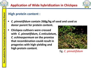 Wide hybridization in chickpea