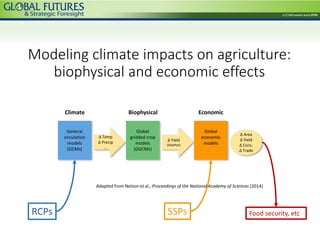 Modeling climate impacts on agriculture:
biophysical and economic effects
General
circulation
models
(GCMs)
Global
gridded...