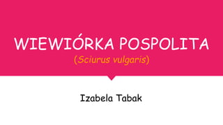 WIEWIÓRKA POSPOLITA
(Sciurus vulgaris)
Izabela Tabak
 