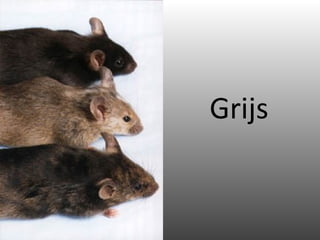 Grijs 