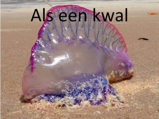 Als een kwal 
