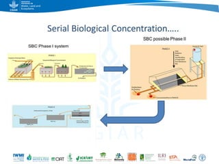 Game changers for irrigated agriculture –  do the right incentives exist?