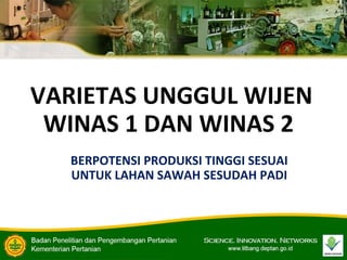 VARIETAS UNGGUL WIJEN
WINAS 1 DAN WINAS 2
BERPOTENSI PRODUKSI TINGGI SESUAI
UNTUK LAHAN SAWAH SESUDAH PADI
 