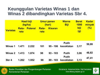 Keunggulan Varietas Winas 1 dan
Winas 2 dibandingkan Varietas Sbr 4.
Varietas
Hasil biji
(kg/ha)
Umur panen
(hari)
Warna
Biji
Berat
1000
biji
(g)
Kadar
minyak
(%)Rata-
rata
Potensi Rata-
rata
Kisaran
Winas 1 1.471 2.222 101 95 - 106
Putih
kecoklatan 3,17
50,88
Winas 2 1.413 1.874 98 93 - 103 Putih 3,06 48,82
Sbr 4 1.262 1.952 98 89 - 103
Putih
kecoklatan 3,13
47,41
 