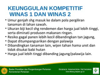 KEUNGGULAN KOMPETITIF
WINAS 1 DAN WINAS 2
• Umur genjah shg masuk ke dalam pola pergiliran
tanaman di lahan sawah.
• Ukuran biji kecil shg rendemen dan harga jual lebih tinggi,
serta diminati produsen makanan ringan.
• Resiko gagal panen lebih kecil dibandingkan tan jagung,
• Dapat ditumpangsarikan dengan palawija
• Dibandingkan tanaman lain, wijen tahan hama uret dan
tidak disukai babi hutan
• Harga jual lebih tinggi dibanding jagung/palawija lain.
 