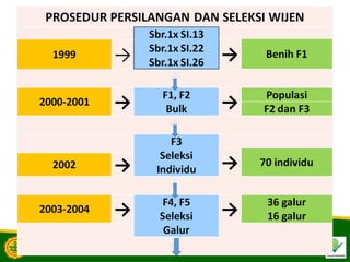 varietas unggul wijen, winas 1 dan winas 2