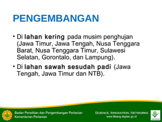 PENGEMBANGAN
• Di lahan kering pada musim penghujan
(Jawa Timur, Jawa Tengah, Nusa Tenggara
Barat, Nusa Tenggara Timur, Sulawesi
Selatan, Gorontalo, dan Lampung).
• Di lahan sawah sesudah padi (Jawa
Tengah, Jawa Timur dan NTB).
 