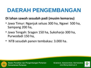 DAERAH PENGEMBANGAN
Di lahan sawah sesudah padi (musim kemarau)
• Jawa Timur: Nganjuk seluas 300 ha, Ngawi 500 ha,
Sampang 200 ha,
• Jawa Tengah: Sragen 150 ha, Sukoharjo 300 ha,
Purwodadi 150 ha,
• NTB sesudah panen tembakau: 3.000 ha.
 