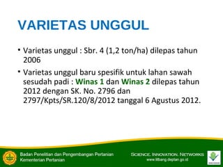 VARIETAS UNGGUL
• Varietas unggul : Sbr. 4 (1,2 ton/ha) dilepas tahun
2006
• Varietas unggul baru spesifik untuk lahan sawah
sesudah padi : Winas 1 dan Winas 2 dilepas tahun
2012 dengan SK. No. 2796 dan
2797/Kpts/SR.120/8/2012 tanggal 6 Agustus 2012.
 