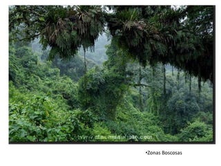 •Zonas Boscosas
 