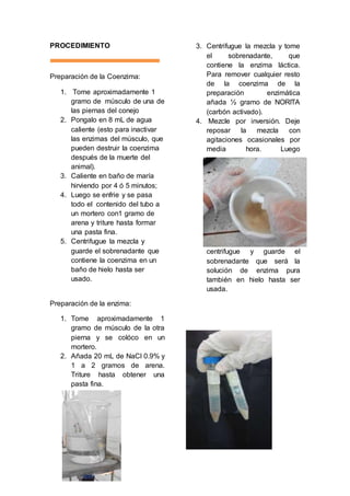 PROCEDIMIENTO 
Preparación de la Coenzima: 
1. Tome aproximadamente 1 
gramo de músculo de una de 
las piernas del conejo 
2. Pongalo en 8 mL de agua 
caliente (esto para inactivar 
las enzimas del músculo, que 
pueden destruir la coenzima 
después de la muerte del 
animal). 
3. Caliente en baño de maría 
hirviendo por 4 ó 5 minutos; 
4. Luego se enfrie y se pasa 
todo el contenido del tubo a 
un mortero con1 gramo de 
arena y triture hasta formar 
una pasta fina. 
5. Centrifugue la mezcla y 
guarde el sobrenadante que 
contiene la coenzima en un 
baño de hielo hasta ser 
usado. 
Preparación de la enzima: 
1. Tome aproximadamente 1 
gramo de músculo de la otra 
pierna y se colóco en un 
mortero. 
2. Añada 20 mL de NaCl 0.9% y 
1 a 2 gramos de arena. 
Triture hasta obtener una 
pasta fina. 
3. Centrifugue la mezcla y tome 
el sobrenadante, que 
contiene la enzima láctica. 
Para remover cualquier resto 
de la coenzima de la 
preparación enzimática 
añada ½ gramo de NORITA 
(carbón activado). 
4. Mezcle por inversión. Deje 
reposar la mezcla con 
agitaciones ocasionales por 
media hora. Luego 
centrifugue y guarde el 
sobrenadante que será la 
solución de enzima pura 
también en hielo hasta ser 
usada. 
 