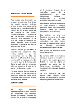 ANALISIS DE RESULTADOS 
Para realizar este laboratorio fue 
necesario una cantidad de enzimas 
las cuales cumplen distintas 
funcione en este caso realizamos la 
practica con el musculo de pollo, el 
cual no nos dio un valor exacto ya 
que requería de mas tiempo, 
independientemente, analizamos 
que los extractos enzimáticos y 
coenzima ticos mostrados en la 
tabla los cuales encontramos en 
tejidos animales, estas enzimas 
deterioran rápidamente los tejidos 
después de la muerte. 
Podemos analizar que en el tubo 2 
presenta una decoloración más 
severa, debido a que los 
componentes en el tubo se 
disponen de diferentes factores que 
hacen posible el resultado, teniendo 
en cuenta que la deshidrogenasa 
láctica la cual actúa en ambientes 
faltos de oxígeno a la cual se le 
otorga 2 ml de aceite mineral. 
Lo único faltante en esta práctica 
fue el tiempo, ya que necesitamos 
de el para saber cuál de los tubos 
cambio de color para poder acertar 
más en nuestro análisis. 
CONCLUSIONES 
Se logró establecer 
experimentalmente que los cambios 
de temperatura son efectores 
directos que alteran o inactivan las 
enzimas del músculo que destruyen 
en la coenzima después de la 
muerte.Por medio de la 
desnaturalización se logra 
interaccionar biológica y 
químicamente la actividad 
enzimática de un tejido animal. 
Las enzimas oxidativas representan 
un papel químico y biológico 
primordial dentro del metabolismo 
aeróbico, sufren una variación 
característica en su actividad. 
Las enzimas son una bese 
fisiológica importante en el cuerpo 
humano, dado que las rutas 
metabólicas que ellos median 
permiten el funcionamiento óptimo 
de diferentes componentes 
estructurales del cuerpo humano. 
Las enzimas se establecen como 
órgano-específicas. 
La coenzima NADH al momento de 
interactuar durante la reacción con 
la enzima se reduce generando 
NADH, el cual es objeto de 
oxidación por parte de las 
flavoproteínas termolábiles que 
reducen al mismo tiempo el azul de 
metileno. 
Se logró establecer que para 
separar tanto coenzima como 
enzima son necesarios los procesos 
de centrifugado como maceración. 
