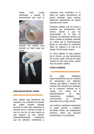 media hora. Luego 
centrifugue y guarde el 
sobrenadante que será la 
solución de enzima pura 
también en hielo hasta ser 
usada. 
ANÁLISIS DE RESULTADOS 
Para realizar este laboratorio fue 
necesario una cantidad de enzimas 
las cuales cumplen distintas 
funcione en este caso realizamos la 
practica con el musculo de pollo, el 
cual no nos dio un valor exacto ya 
que requería de más tiempo, 
independientemente, analizamos 
que los extractos enzimáticos y 
coenzima ticos mostrados en la 
tabla los cuales encontramos en 
tejidos animales, estas enzimas 
deterioran rápidamente los tejidos 
después de la muerte. 
Podemos analizar que en el tubo 2 
presenta una decoloración más 
severa, debido a que los 
componentes en el tubo se 
disponen de diferentes factores que 
hacen posible el resultado, teniendo 
en cuenta que la deshidrogenasa 
láctica la cual actúa en ambientes 
faltos de oxígeno a la cual se le 
otorga 2 ml de aceite mineral. 
Lo único faltante en esta práctica 
fue el tiempo, ya que necesitamos 
de el para saber cuál de los tubos 
cambio de color para poder acertar 
más en nuestro análisis. 
CONCLUSIONES 
Se logró establecer 
experimentalmente que los cambios 
de temperatura son efectores 
directos que alteran o inactivan las 
enzimas del músculo que destruyen 
en la coenzima después de la 
muerte. Por medio de la 
desnaturalización se logra 
interaccionar biológica y 
químicamente la actividad 
enzimática de un tejido animal. 
Las enzimas oxidativas representan 
un papel químico y biológico 
primordial dentro del metabolismo 
aeróbico, sufren una variación 
característica en su actividad. 
 