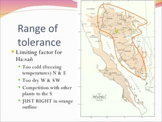 Range of tolerance Limiting factor for Ha:sañ Too cold (freezing temperatures) N & E Too dry W & SW Competition with other plants to the S JUST RIGHT in orange outline  
