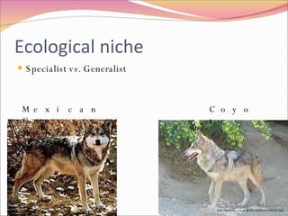 Ecological niche Specialist vs. Generalist http://helios.bto.ed.ac.uk/bto/desbiome/coyote.htm Coyote Mexican Grey Wolf 