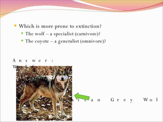 Which is more prone to extinction? The wolf – a specialist (carnivore)? The coyote – a generalist (omnivore)? Mexican Grey Wolf Answer: Wolf 