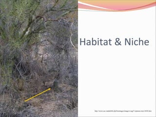 Habitat & Niche http://www.cas.vanderbilt.edu/bioimages/image/c/cagi7-wpnurse-tree14456.htm 