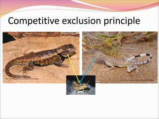 Competitive exclusion principle http://www.reptilesofaz.com/herp-lizards.html http://www.reptilesofaz.com/herp-lizards.html 