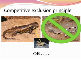 Competitive exclusion principle OR . . . . http://www.reptilesofaz.com/herp-lizards.html http://www.reptilesofaz.com/herp-lizards.html 