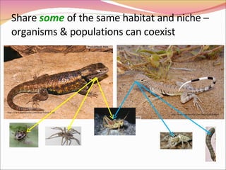 Share  some   of the same habitat and niche – organisms & populations can coexist http://www.reptilesofaz.com/herp-lizards.html http://www.reptilesofaz.com/herp-lizards.html 