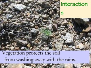 Vegetation protects the soil  from washing away with the rains. Interactions 