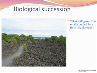 What will grow first on the cooled lava flow (black rocks)? Biological succession http://en.wikipedia.org/wiki/Image:Rangitotolavapath.jpg 