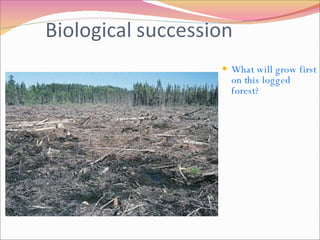 What will grow first on this logged forest? 
