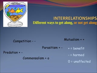 Different ways to get along,   or not get along Predation + - Competition - - Parasitism + - Commensalism + o Mutualism + + + = benefit = harmed 0 = unaffected 