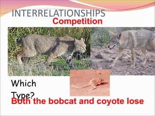 Competition Which Type? Both the bobcat and coyote lose 