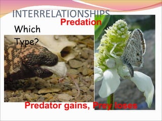 Predation Which Type? Predator gains, Prey loses 