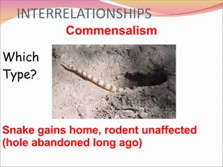 Commensalism Which Type? Snake gains home, rodent unaffected (hole abandoned long ago) 