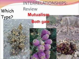 Mutualism Which Type? Both gain 