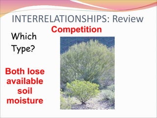Competition Which Type? Both lose available soil moisture 