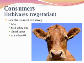 Consumers Herbivores (vegetarian) Eats plants almost exclusively Cow Seed-eating bird Grasshopper Any others??? 